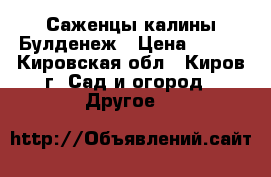 Саженцы калины Булденеж › Цена ­ 150 - Кировская обл., Киров г. Сад и огород » Другое   